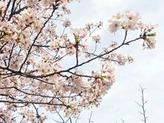 -高东镇樱花园