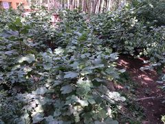 -艾提尕尔清真寺