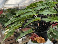 -龙大花卉苗木市场