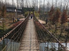 -合肥滨湖国家森林公园