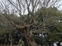 -东湖落雁景区