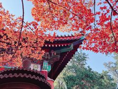 -香山公园