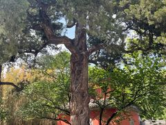 -大觉寺-停车场