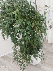 -HEYAN荷妍专业脱毛连锁机构