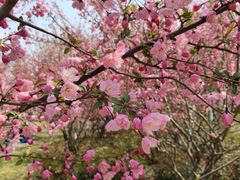 -商丘市人民公园