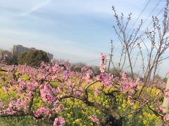 -南汇桃花村