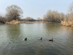 -西安浐灞国家湿地公园