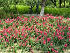 -昆山城市生态森林公园