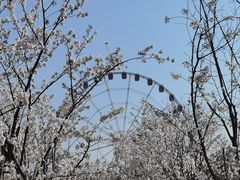 -顾村公园