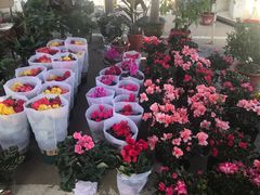 -中环花鸟鱼虫市场