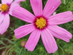 -松山湖梦幻百花洲