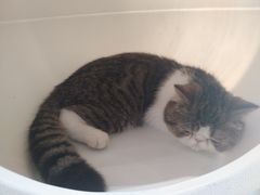 -瞄一喵猫咖(格力海岸店)