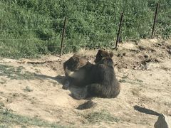 -青藏高原野生动物园