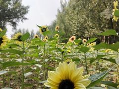 -长白岛森林公园