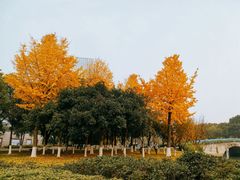 -中央公园(苏州工业园区)