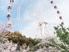 -顾村公园