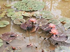 -中国科学院西双版纳热带植物园