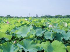 -嘉北郊野公园