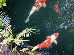 -Chom Cafe and Restaurant