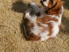 -天宠宠物医院24小时·急重症诊疗中心·全科·腔镜特色(和平分院)