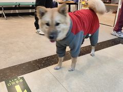 -宠颐生汉谟拉比宠物医院