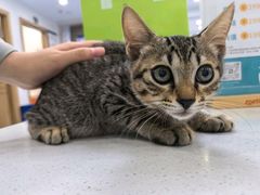 -博特宠物医院24h犬猫全科.骨科·异宠