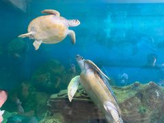 -广东惠东海龟国家级自然保护区