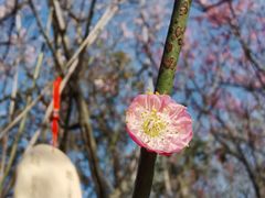 -穹窿山景区