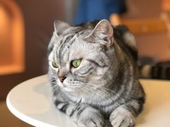 -猫儿山۰猫主题餐厅