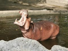 -清迈夜间动物园