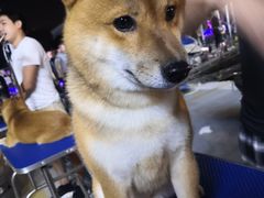 -中环花鸟鱼虫市场