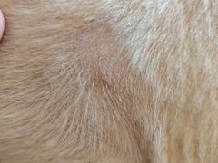 -帕帕拉兹宠物(亚洲旗舰店)