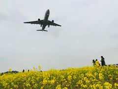 -空港花田景区