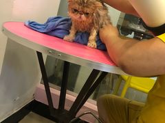 -70cat德文卷毛猫·缅因猫纯种猫舍