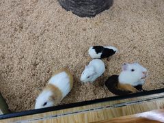 -昆明大悦城未来动物城(螺蛳湾中心店)
