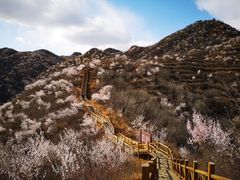 -大岭沟猕猴桃谷风景区