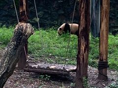 -都江堰中华大熊猫苑
