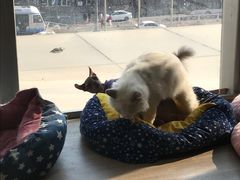 -藏猫猫咖啡主题馆(中央大道店)