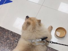-申普宠物医院·心脏介入·心血管微创(总院)