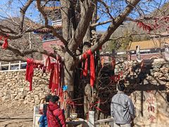 -遵化市禅林寺古银杏风景园