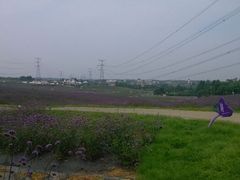 马鞭草-紫颐香薰山谷景区