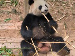 -广州长隆野生动物世界
