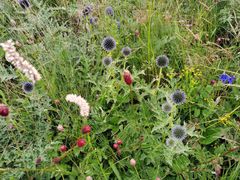 -白草畔自然风景区