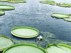 -荷塘月色湿地公园·向阳花洲