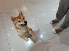 -柴源莊·柴小宠柴犬咖啡