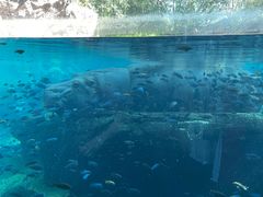 -奥兰多迪士尼动物王国乐园