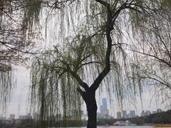 -洋湖国家湿地公园