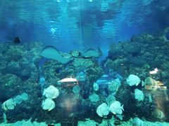 -芜湖新华联大白鲸海洋公园