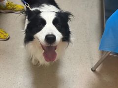 -爱派特动物医院·全科诊疗中心