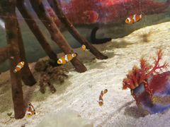 -石家庄海洋公园